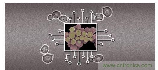 酵母菌(中)就像电子组件般的互连在一起，只不过这些细胞并非透过电线交流，而是经由仅能以适当接受器注入细胞的化学药物进行互动。