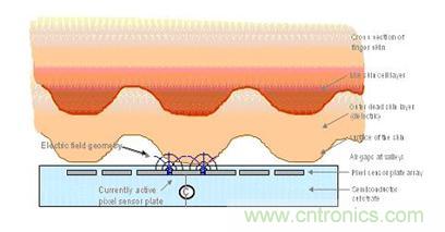 黑客竟能从手指照片复制指纹，指纹识别还安全吗？