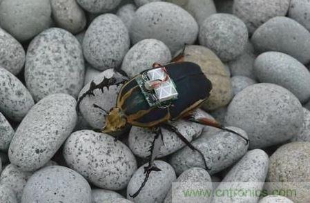 甲虫在干涸的河床之间觅食