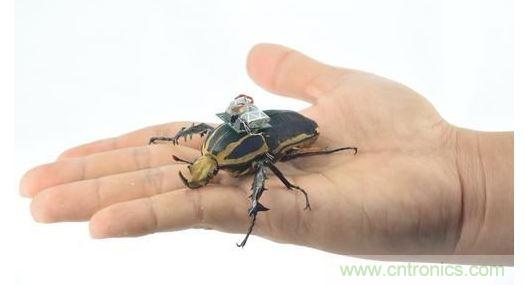 研究人员观察手中的花甲虫及其背包等细节。