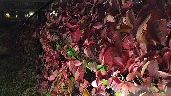 业界良心 LG V10 评测:刚毅、冷峻，不失人性化