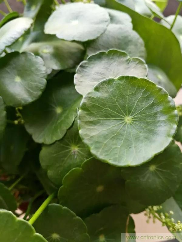 手机单镜头和双镜头设计有什么区别？