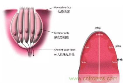 仿生传感器的定义、原理、分类及应用