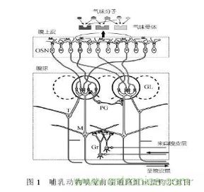 仿生传感器的定义、原理、分类及应用