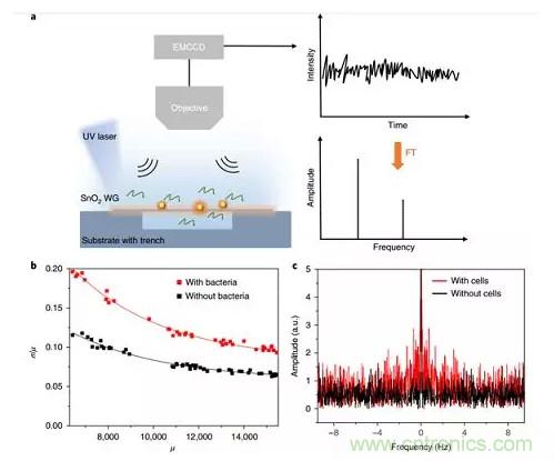 新型纳米级光纤应力传感器:用于分子和细胞水平机械探测