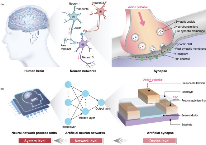 神经形态计算器件和阵列测试解决方案 神经形态计算器件和阵列测试解决方案