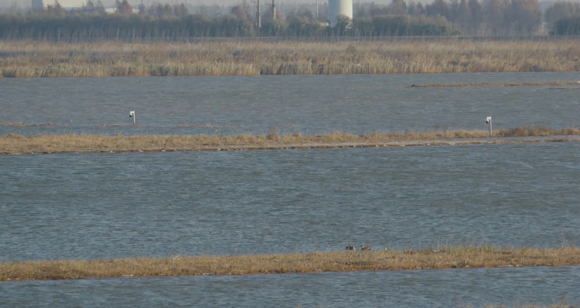世界湿地日：?？低有忠桓龅厍蜃匀换鸹幔谏虾Ｊ鼗ふ飧鲋匾版湔尽? width=