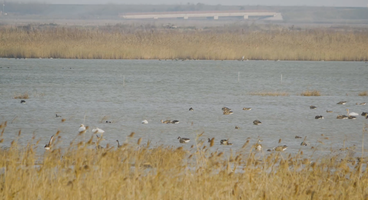 世界湿地日：海康威视携手一个地球自然基金会，在上海守护这个重要“驿站”