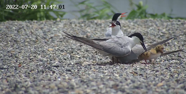 世界湿地日：?？低有忠桓龅厍蜃匀换鸹?，在上海守护这个重要“驿站”