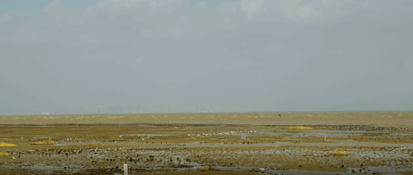 世界湿地日：海康威视携手一个地球自然基金会，在上海守护这个重要“驿站”