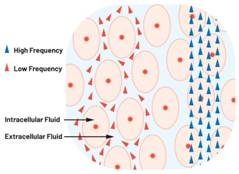  图1.人体组织的电导率  因此，按照如上初步近似思路，模拟人体行为的电子电路可以建模如下：电阻Ri（细胞内电阻）与电容（细胞膜电容）串联，二者与另一个电阻Re（细胞外电阻）并联，如图2所示2。人体的阻抗范围在1 kHz左右的低频时为10 kΩ至1 MΩ，在1 MHz左右的高频时为1 kΩ至100 Ω。