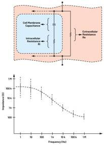  图3.人体皮肤的三种主要RC分层模型：(a) Tregear、(b) Lykken、(c) Montague